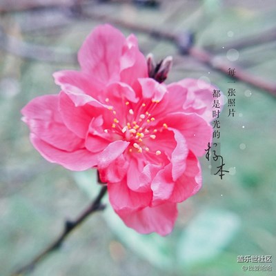 深秋來廈門看桃花