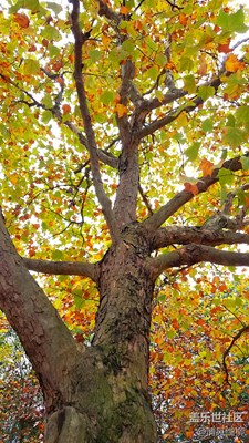 三星S7edge秋野采風(fēng)----小白滿意