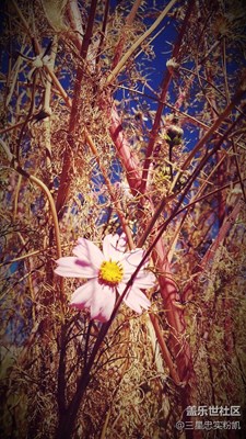 【請教大神】請問怎么在上傳的照片下面添加信息啊。