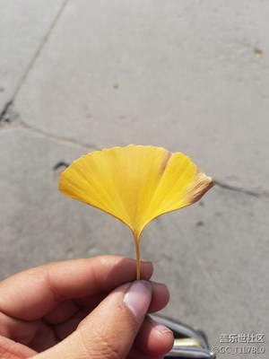剛拍的銀杏葉