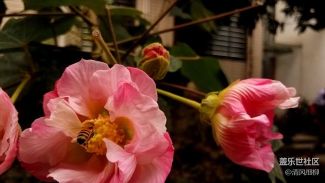 每周精帖匯【第30期：S7 edge粉藍不降溫 7.0初體驗來襲！】