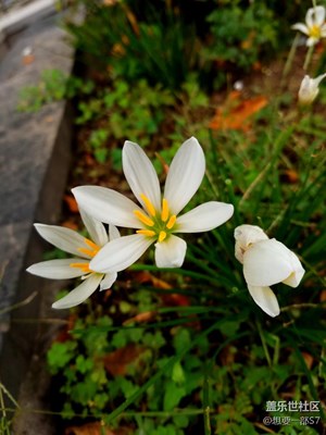 【原創(chuàng)】春意依舊