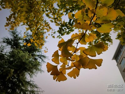 【原創(chuàng)】深秋深秋