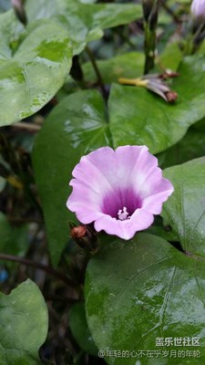 這是牽牛花嗎？