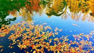 【S7】一池秋水，一影秋，一池落英，一世情