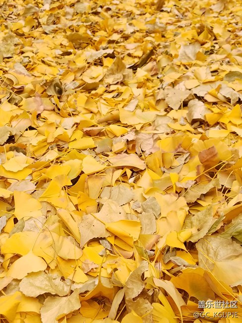 新買(mǎi)的s7 edge隨拍