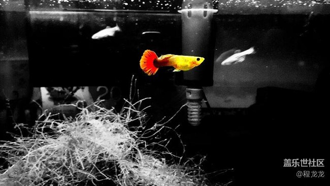 各位大神有自己換電池的嗎？發(fā)個(gè)教程看看唄