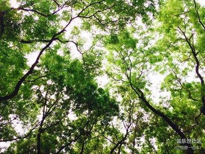 【原創(chuàng)】記憶里的夏