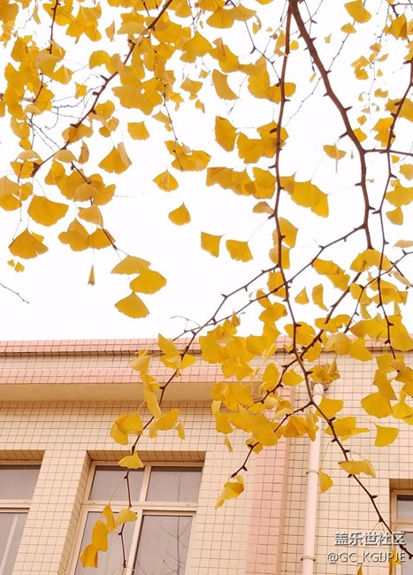 新買(mǎi)的s7 edge隨拍