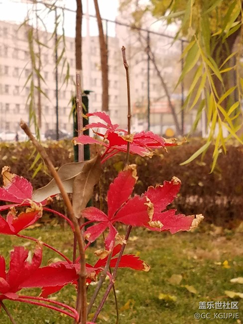 新買(mǎi)的s7 edge隨拍