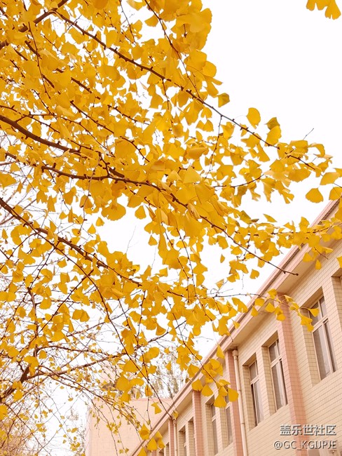 新買(mǎi)的s7 edge隨拍