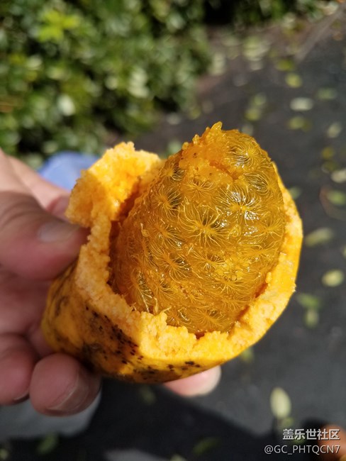 農(nóng)村深山老林拉藤果