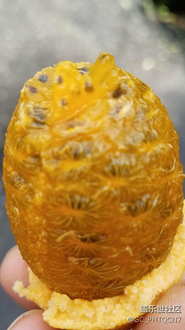 農(nóng)村深山老林拉藤果