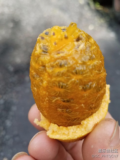 農(nóng)村深山老林拉藤果