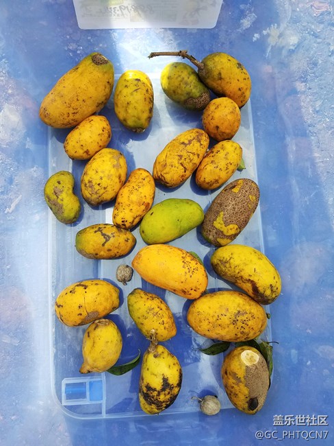 農(nóng)村深山老林拉藤果