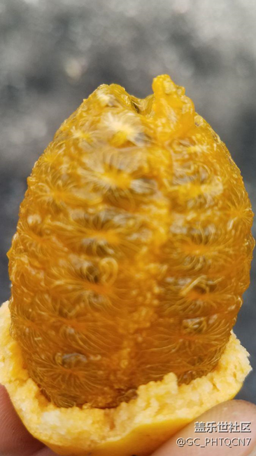 農(nóng)村深山老林拉藤果