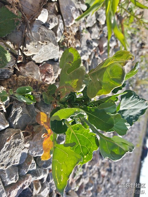 c7拍照評(píng)測(cè)