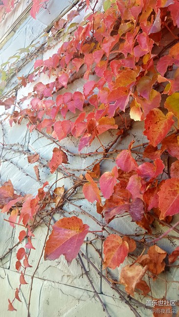 隨手拍壁紙一張