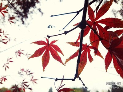 S7 Edge帶你賞秋韻