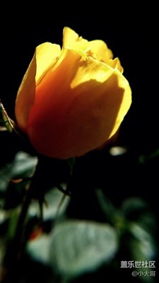 陽光下的月季還是玫瑰