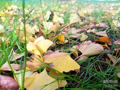 武漢街頭的銀杏和楓葉