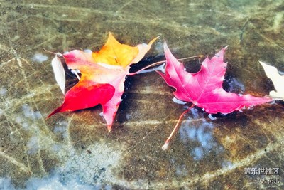 【霜葉紅于二月花】+北京+如果葉知道