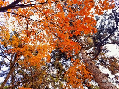 【霜葉紅于二月花】+北京+去皇家園林看秋葉紛飛