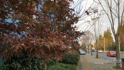 【霜葉紅于二月花】+上海+孤單凋零等來生