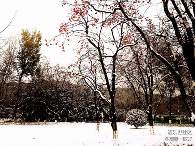 【原創(chuàng)】院子里的冬