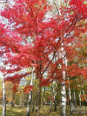 【霜葉紅于二月花】+蛟河+美醉了！