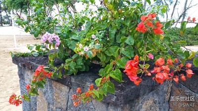 【霜葉紅于二月花】+毛里求斯+不同顏色的花