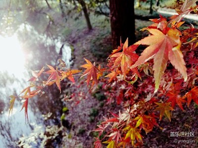 【霜葉紅于二月花】 杭州蕭山余暨公園 楓葉紅了