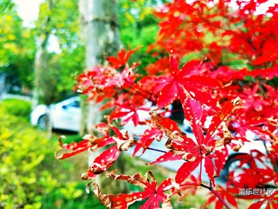 ［霜葉紅于二月花］+武漢+東湖深秋