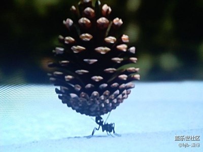 螞蟻們的林海雪原