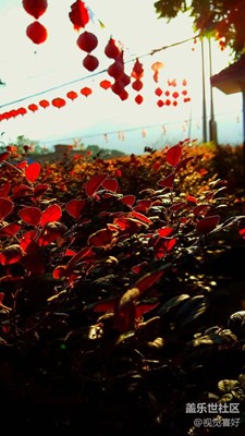 冬日里楓葉懶意洋洋停留秋日里