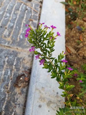 隨便傳幾張照片