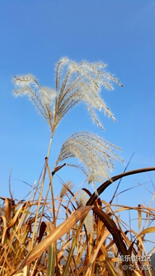 飛舞中透著靈氣，柔順中隱含著傲骨。