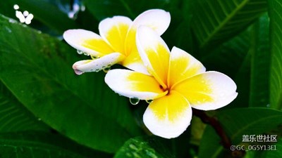 蛋黃花