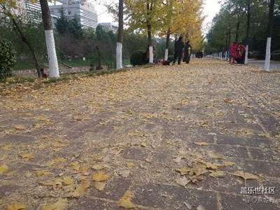 十一月的銀杏，格外的美