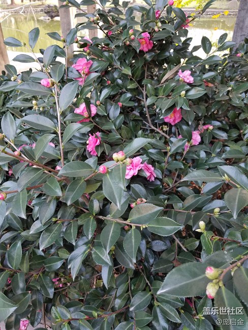 三星note永遠(yuǎn)的經(jīng)典，作為一個(gè)三星粉，請(qǐng)讓我任性一次