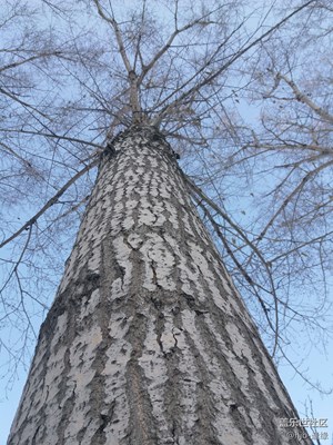 我要長(zhǎng)得更高……長(zhǎng)得更……高哦哦！????