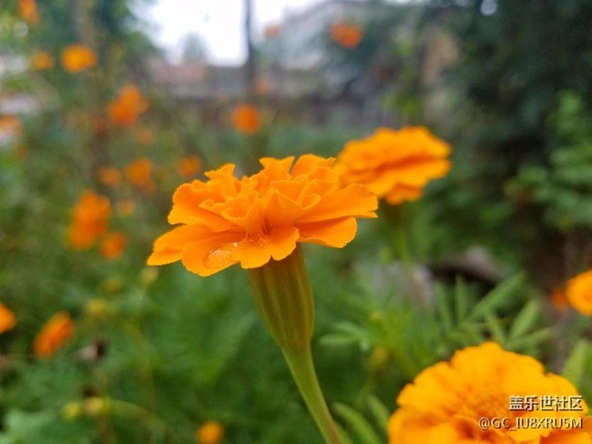 自動(dòng)模式隨便拍拍