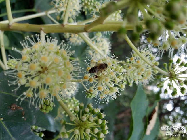 今天在中山公園拍一些照片，還想看看7.0對相機優(yōu)化