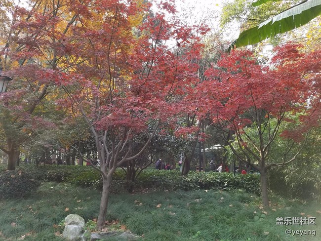 今天在中山公園拍一些照片，還想看看7.0對相機優(yōu)化