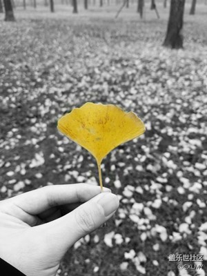 滿城盡帶黃金甲