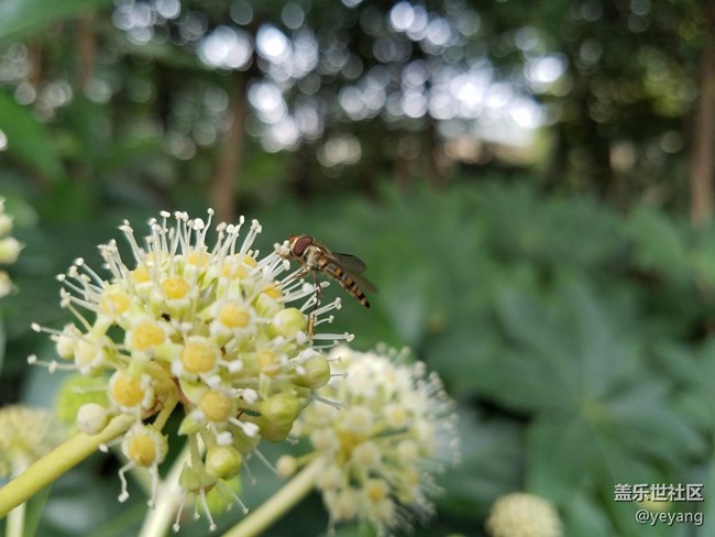 今天在中山公園拍一些照片，還想看看7.0對相機優(yōu)化