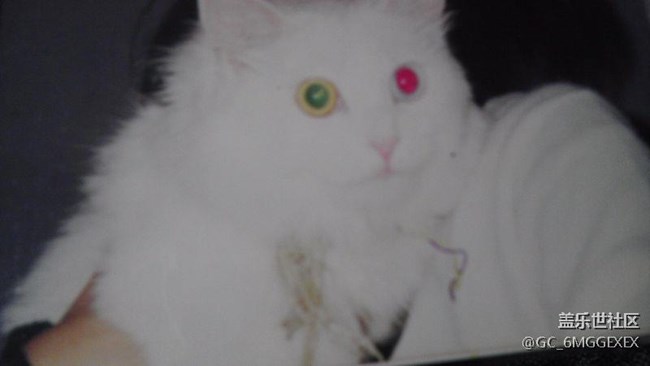 我家咪咪與菲菲。