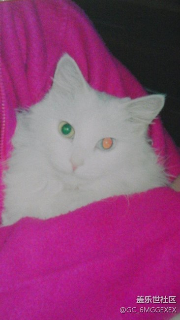 我家咪咪與菲菲。