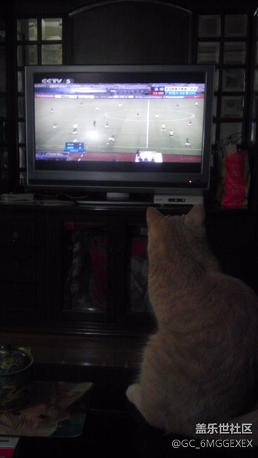 我家咪咪與菲菲。