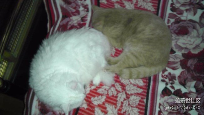 我家咪咪與菲菲。